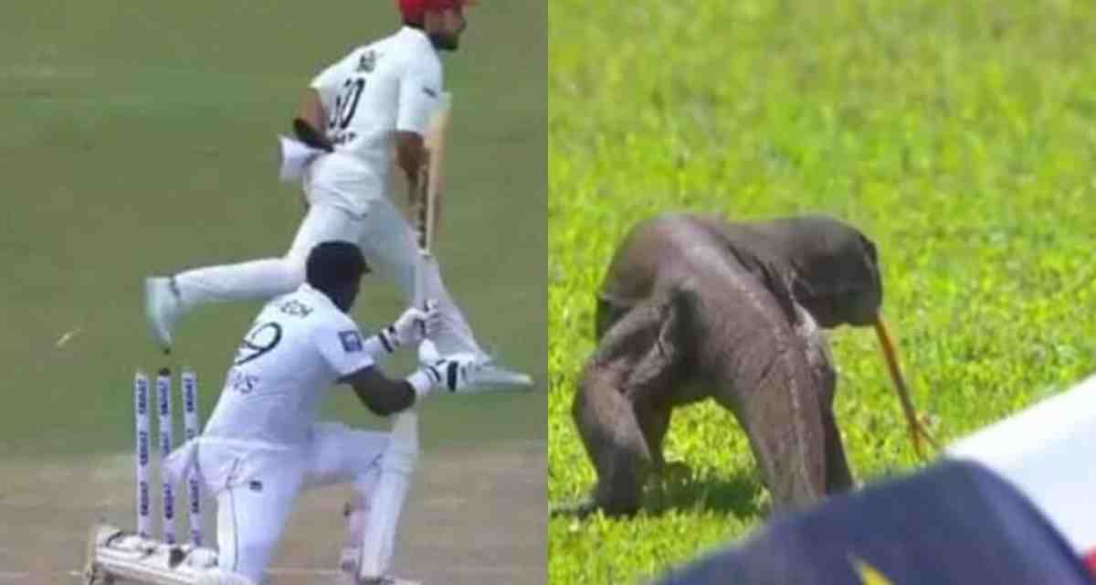 SL vs AFG lizard entered field